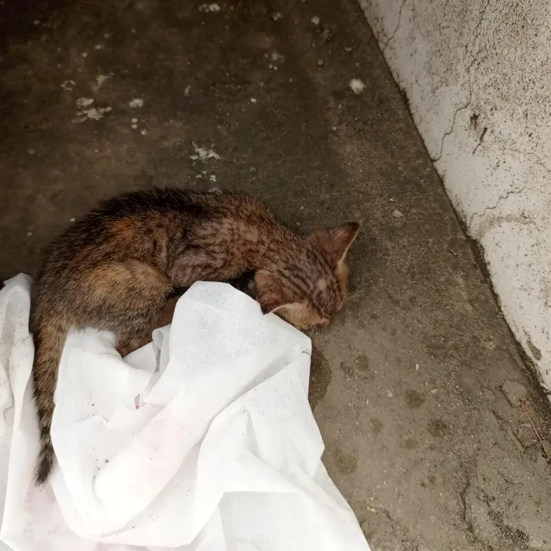 Urgent Sale – Beautiful & Cute baby cat — photo 6