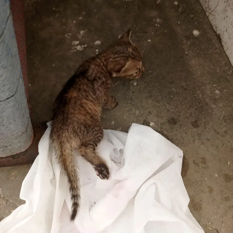 Urgent Sale – Beautiful & Cute baby cat — photo 7