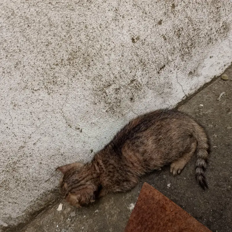 Urgent Sale – Beautiful & Cute baby cat — photo 8