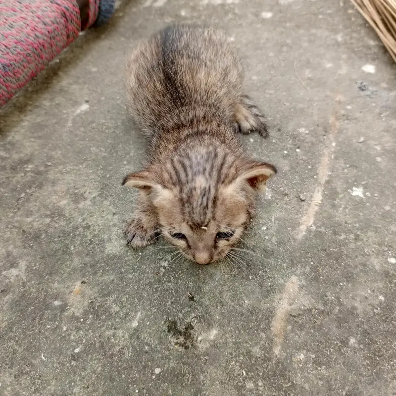 Urgent Sale – Beautiful & Cute baby cat — photo 9