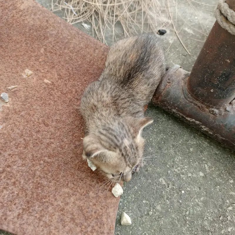 Urgent Sale – Beautiful & Cute baby cat — photo 10