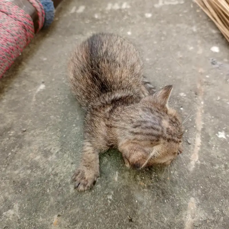 Urgent Sale – Beautiful & Cute baby cat — photo 11