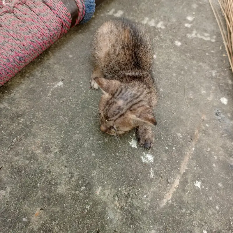 Urgent Sale – Beautiful & Cute baby cat — photo 12