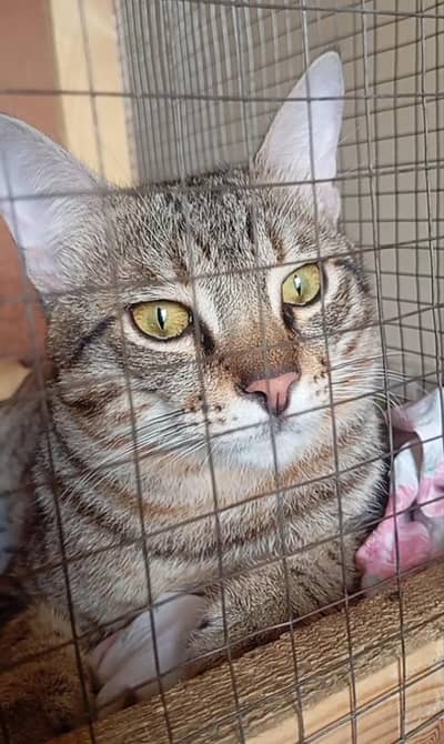 12 months baby kitten sheru baba