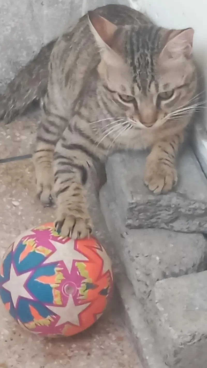 12 months baby kitten sheru baba — photo 2