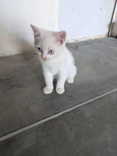 Persian cat for sale reasonable price
