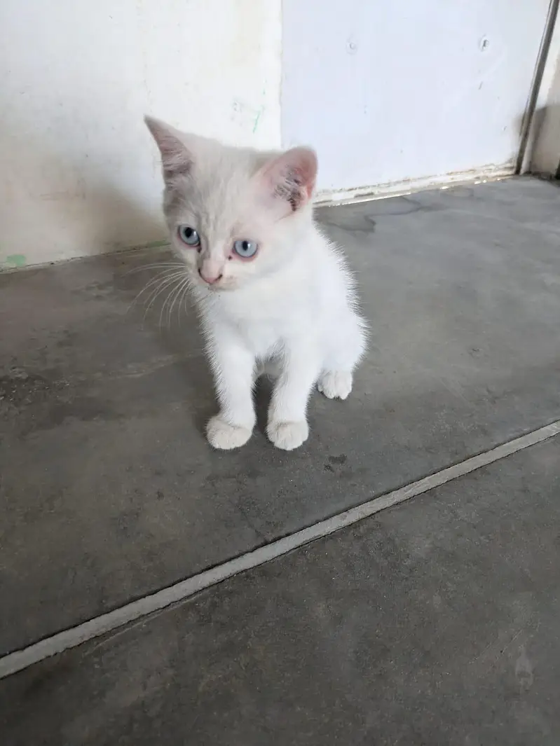 Persian cat for sale reasonable price — photo 3