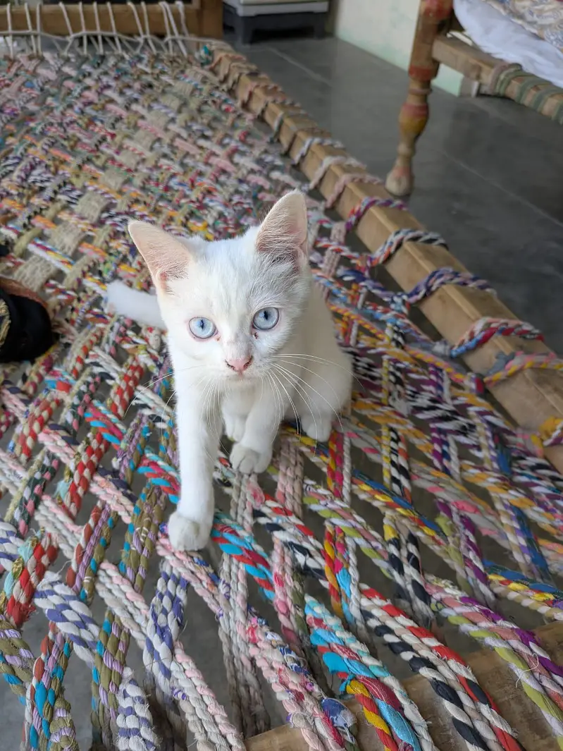 Persian cat for sale reasonable price — photo 4