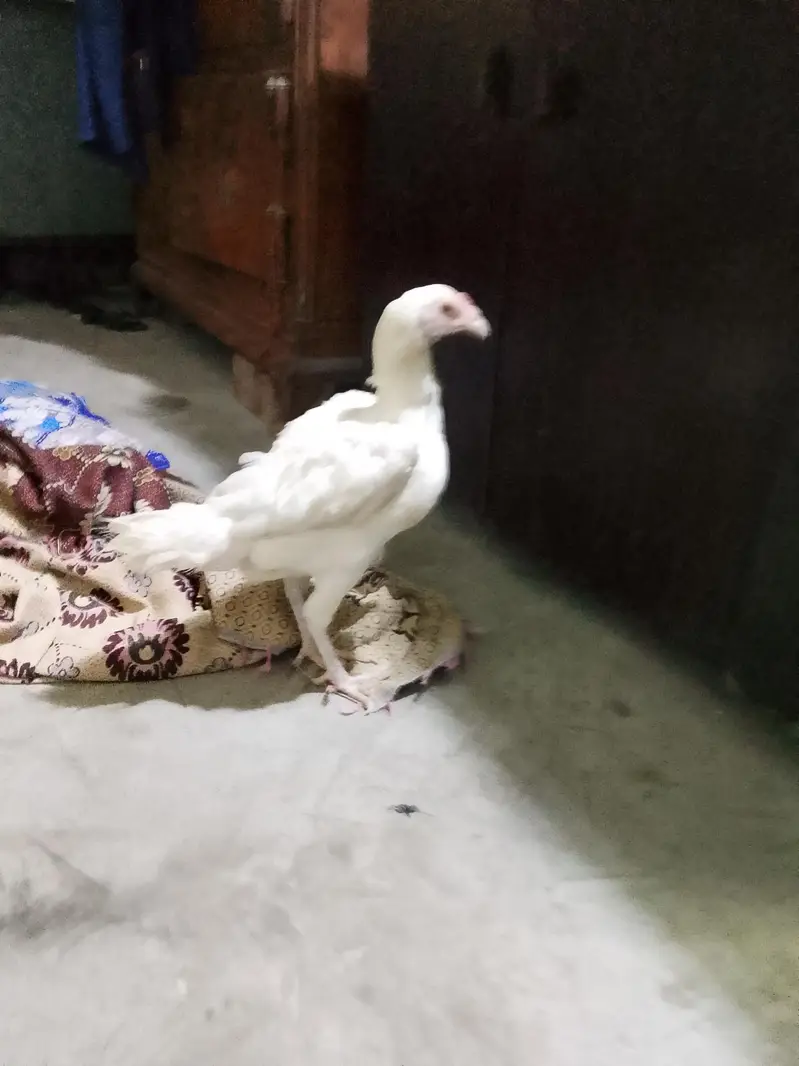 aseel murgi — photo 3
