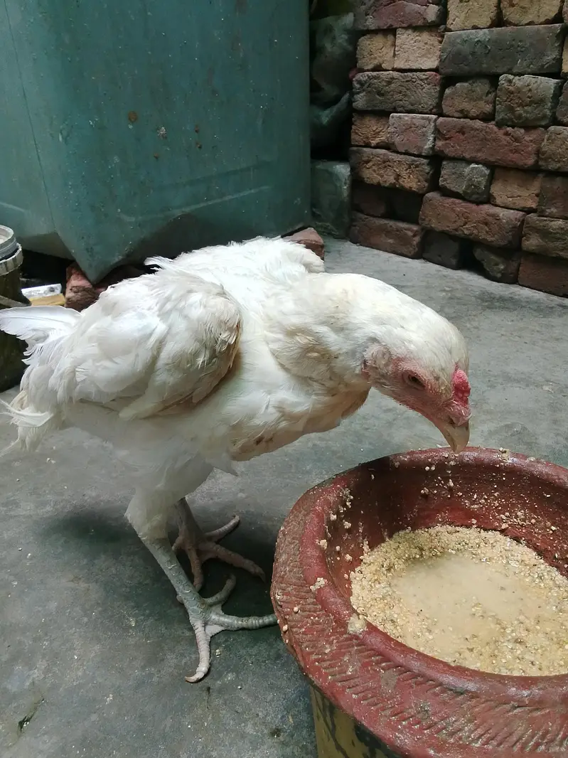 aseel murgi — photo 4