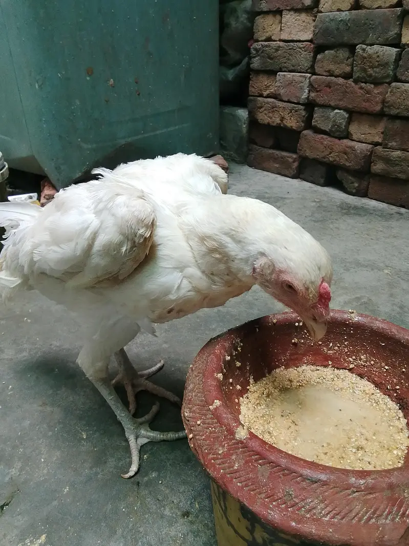 aseel murgi — photo 5