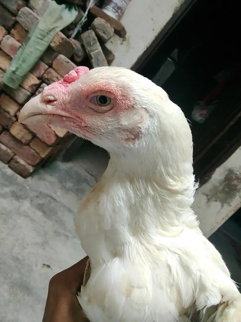 aseel murgi — photo 11