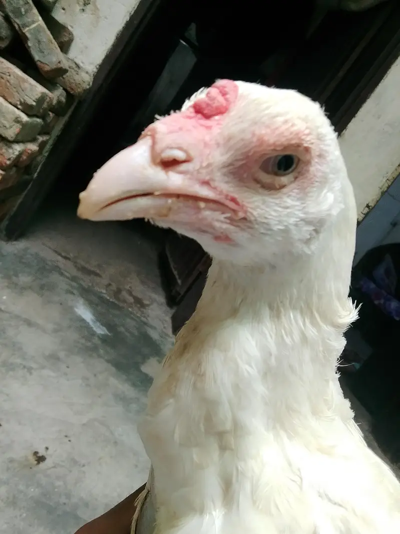 aseel murgi — photo 12