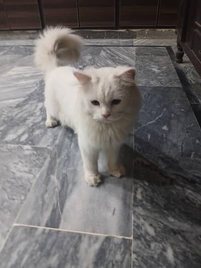 Persian pair long coat wtsp(03364993866)