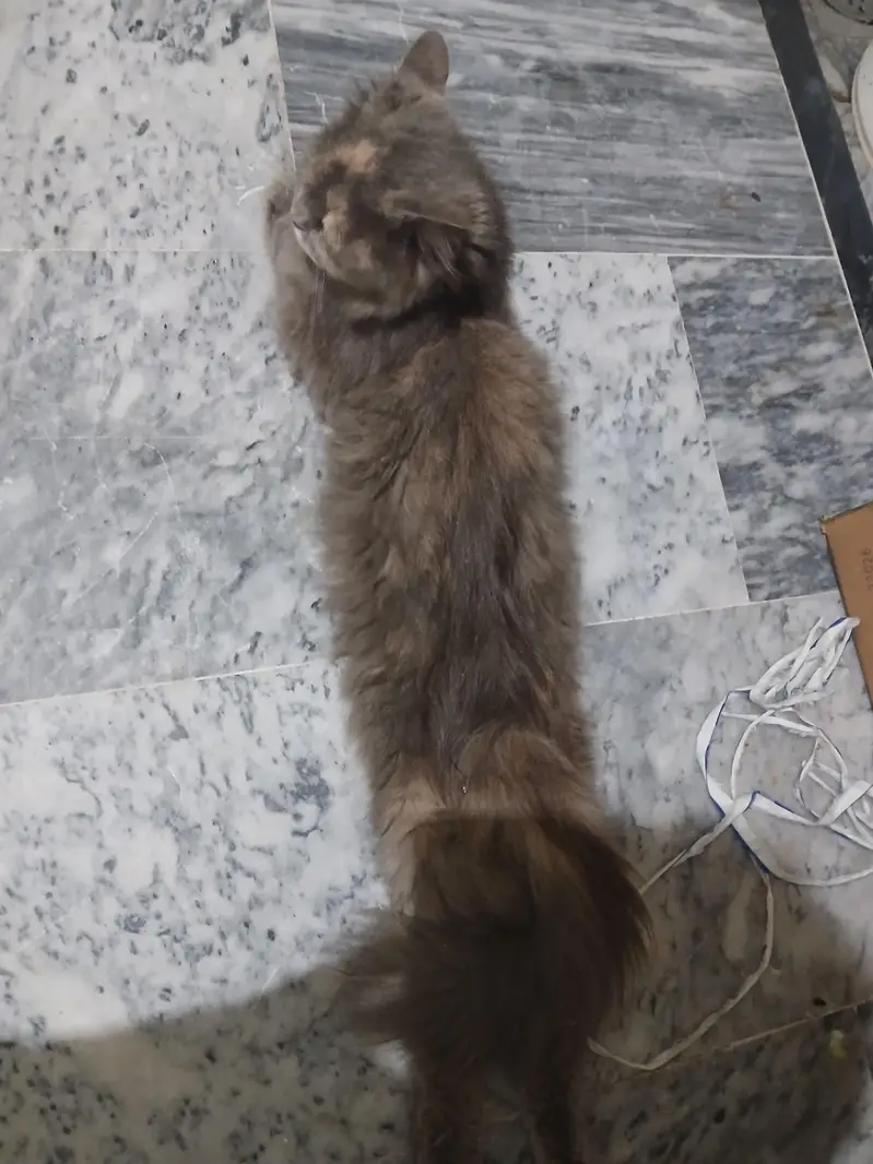 Persian pair long coat wtsp(03364993866) — photo 3