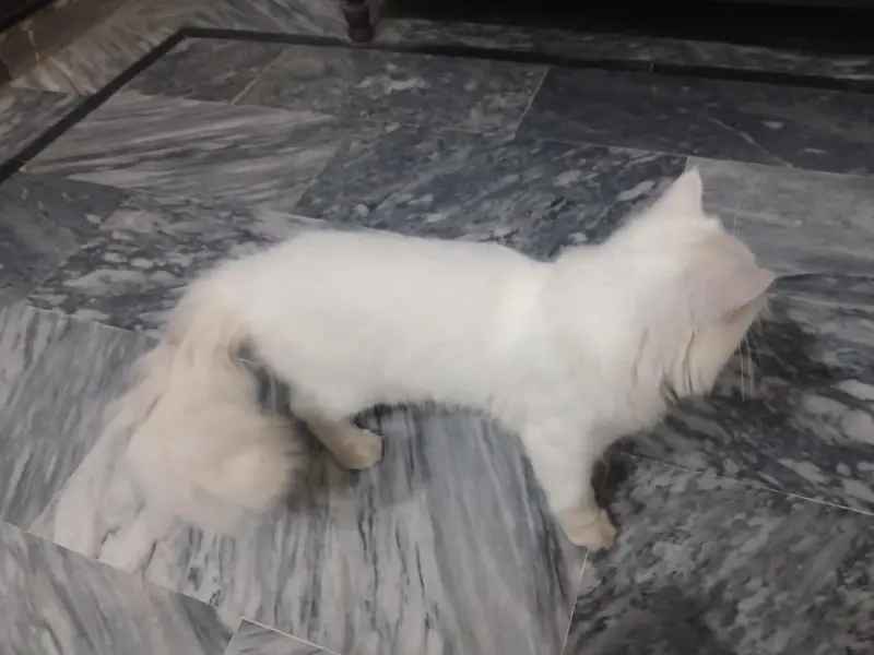 Persian pair long coat wtsp(03364993866) — photo 5