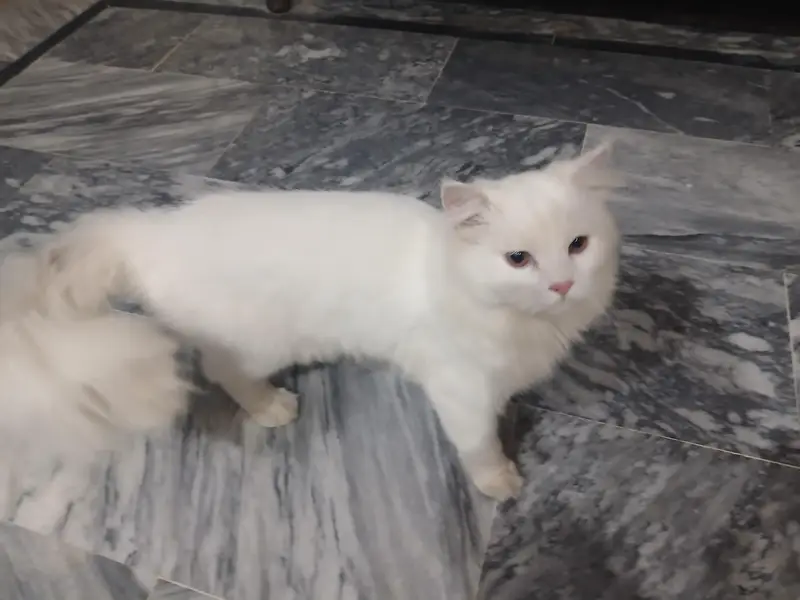 Persian pair long coat wtsp(03364993866) — photo 6