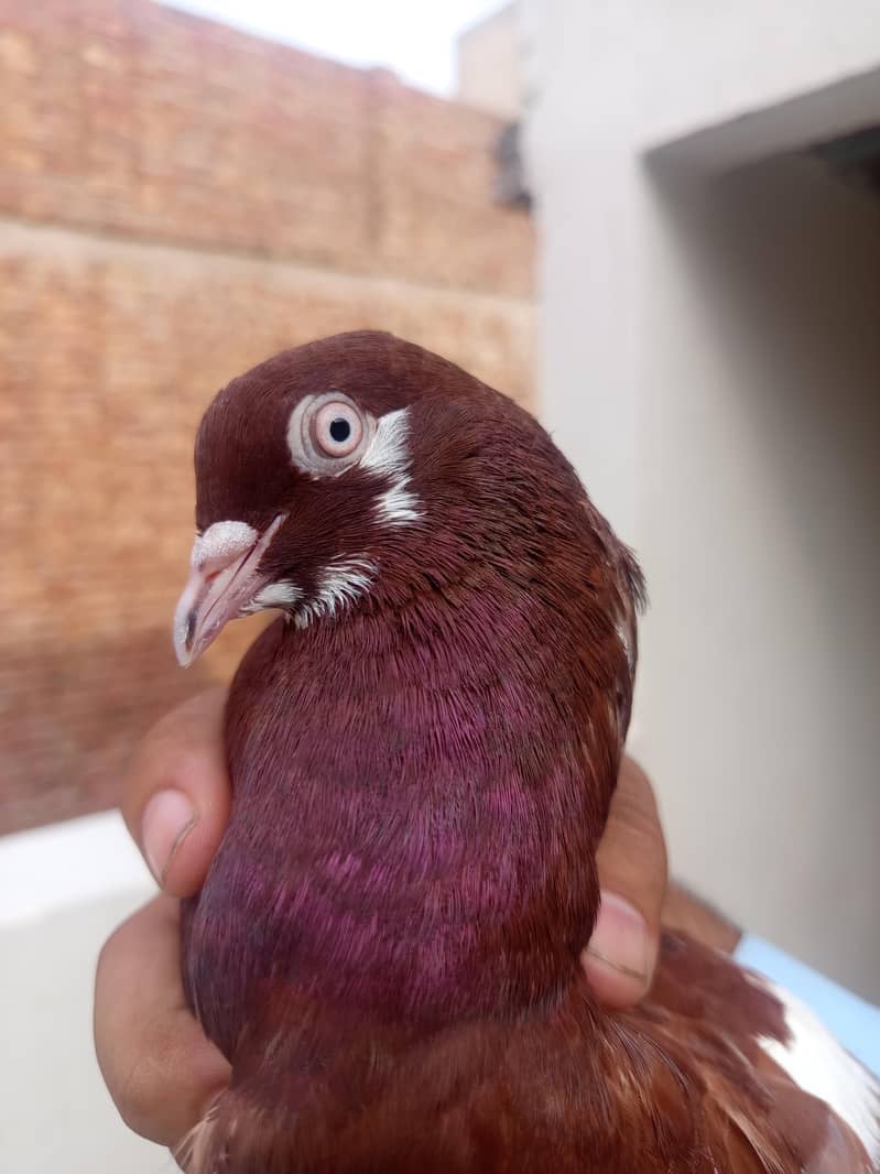 breeder per 4