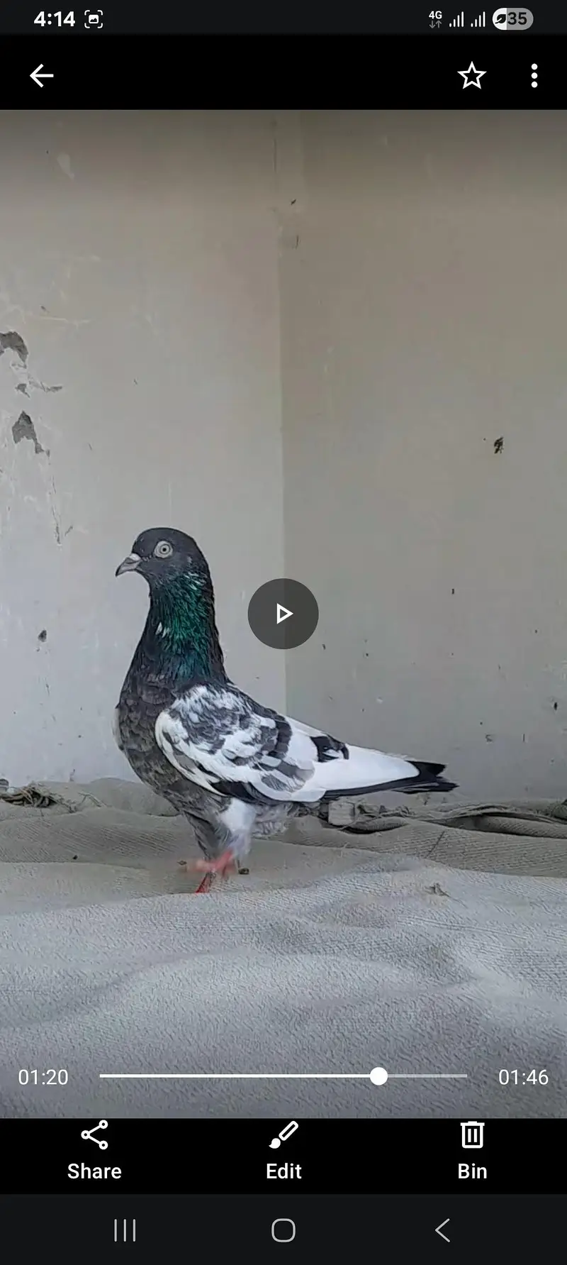 kabooter