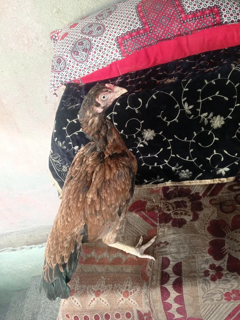 aseel chors nali — photo 3