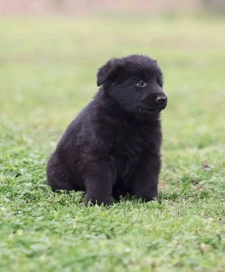 German Shepherd Puppy | Long Coat Black Shepherd Puppy | GSD Puppy
