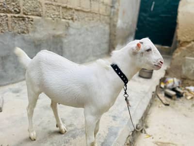 teddy Bakra