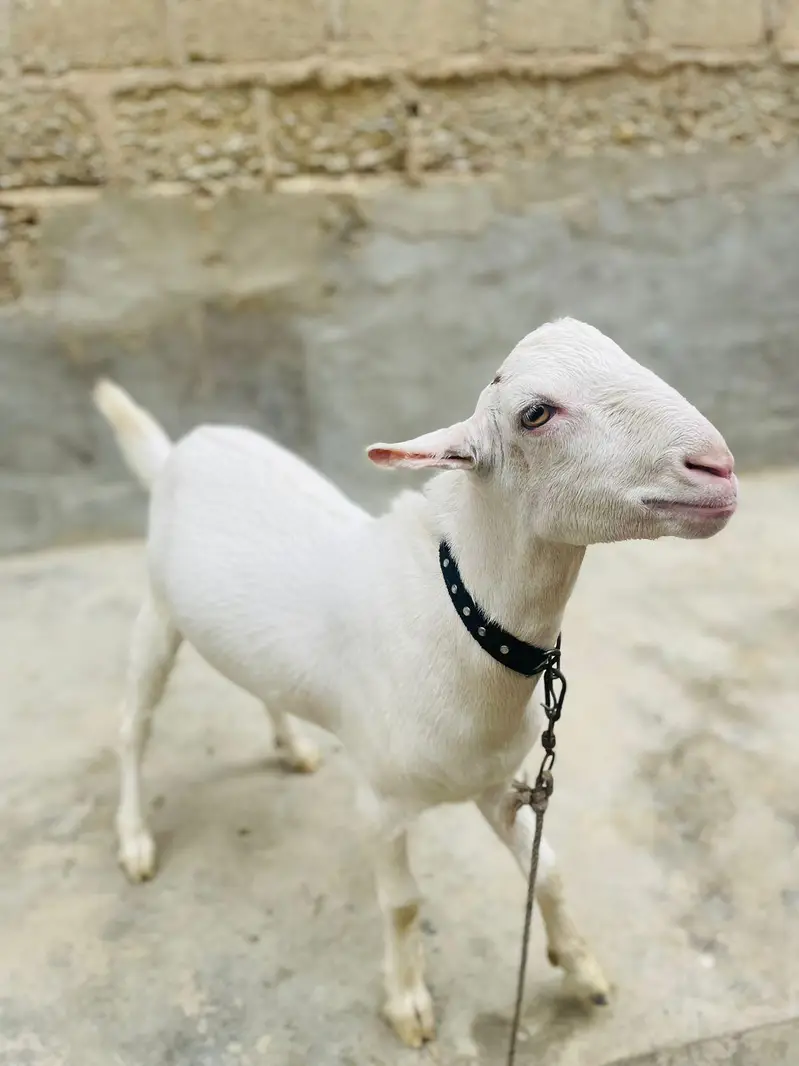teddy Bakra — photo 2