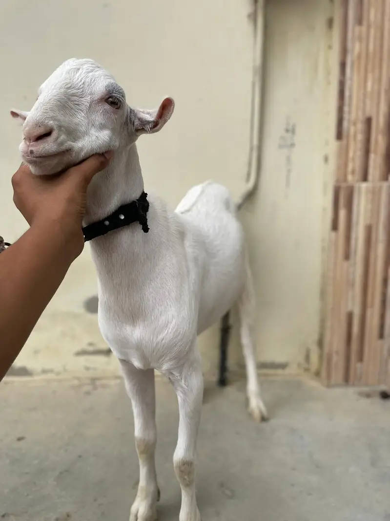 teddy Bakra — photo 3