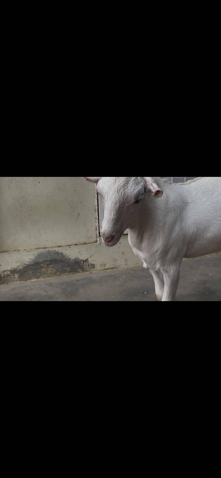 teddy Bakra 3