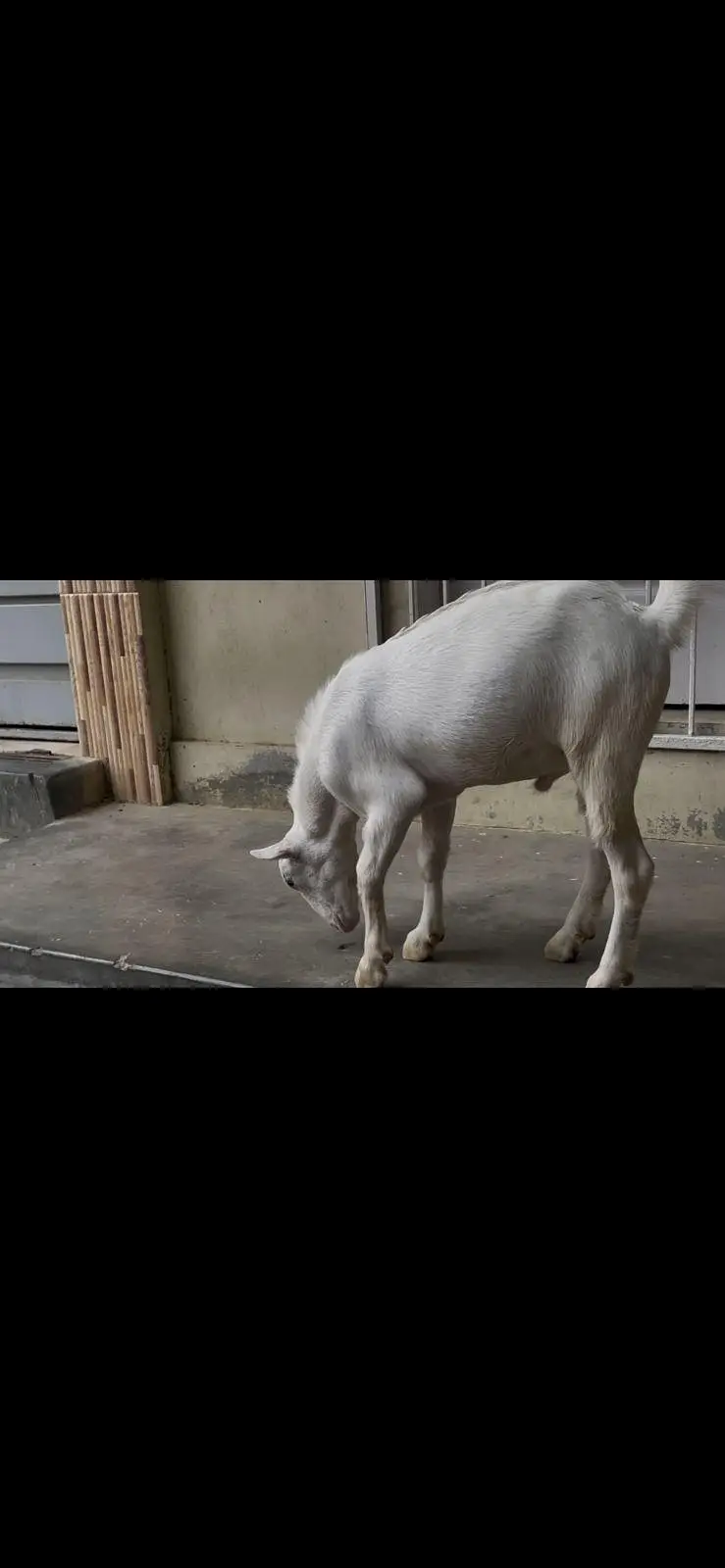 teddy Bakra — photo 5