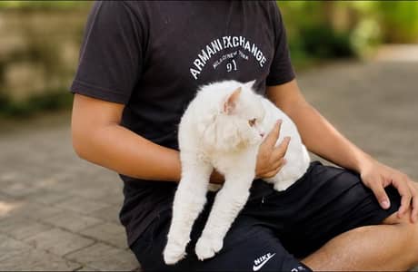 Pertain double coated cat