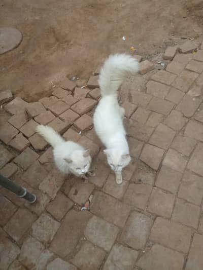 RUSSIAN CAT'S PAIR