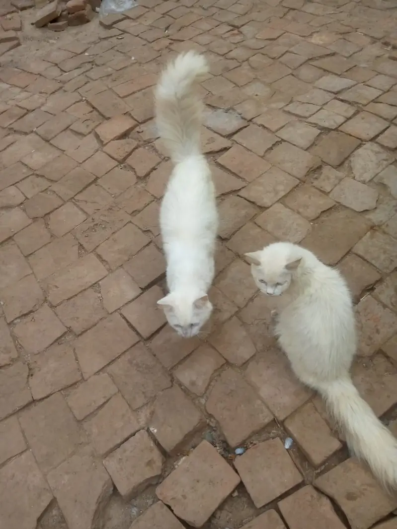 RUSSIAN CAT'S PAIR — photo 2