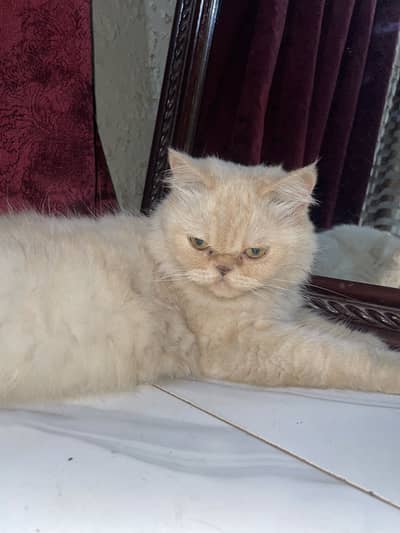 Persian punch face