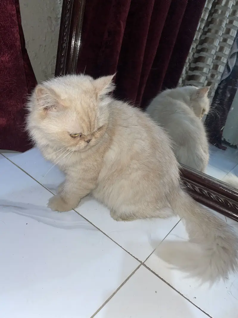 Persian punch face — photo 2