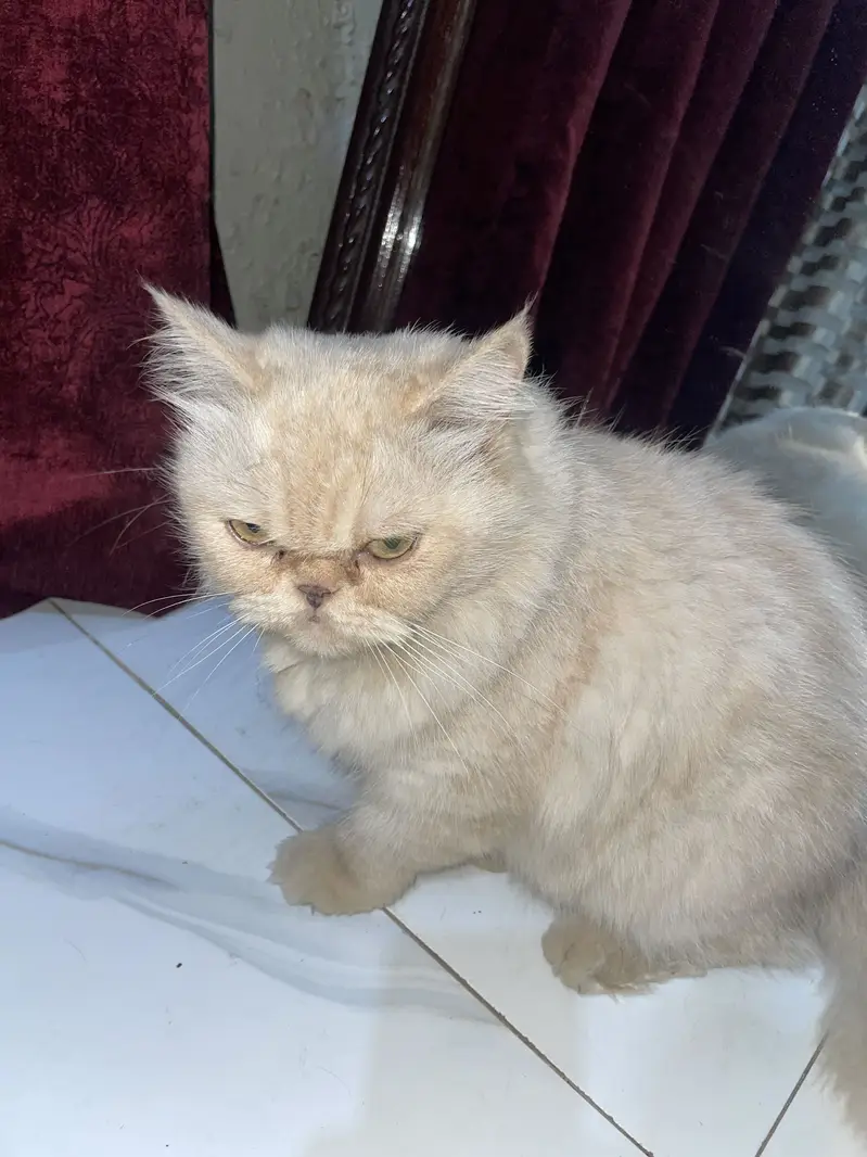 Persian punch face — photo 3