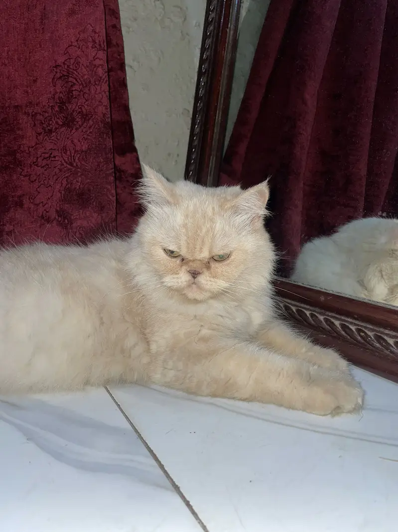 Persian punch face — photo 4