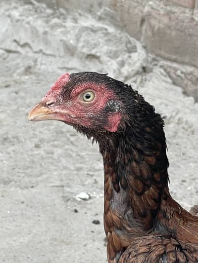 Pure aseel home breed