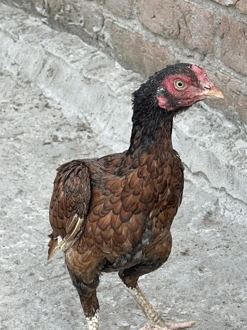 Pure aseel home breed — photo 2