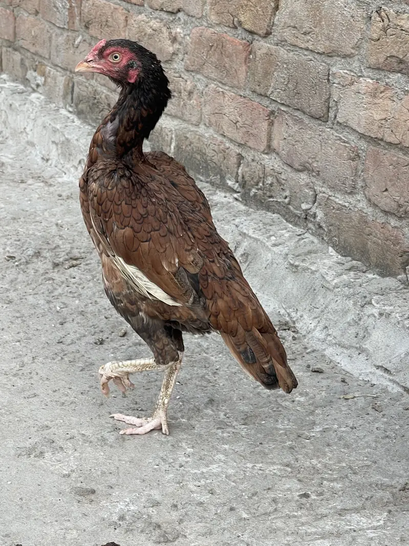 Pure aseel home breed — photo 3