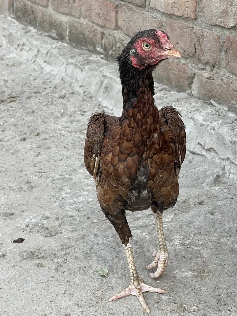Pure aseel home breed — photo 4