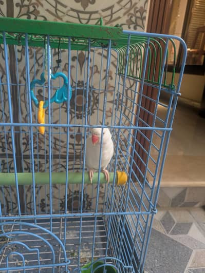 White ring neck