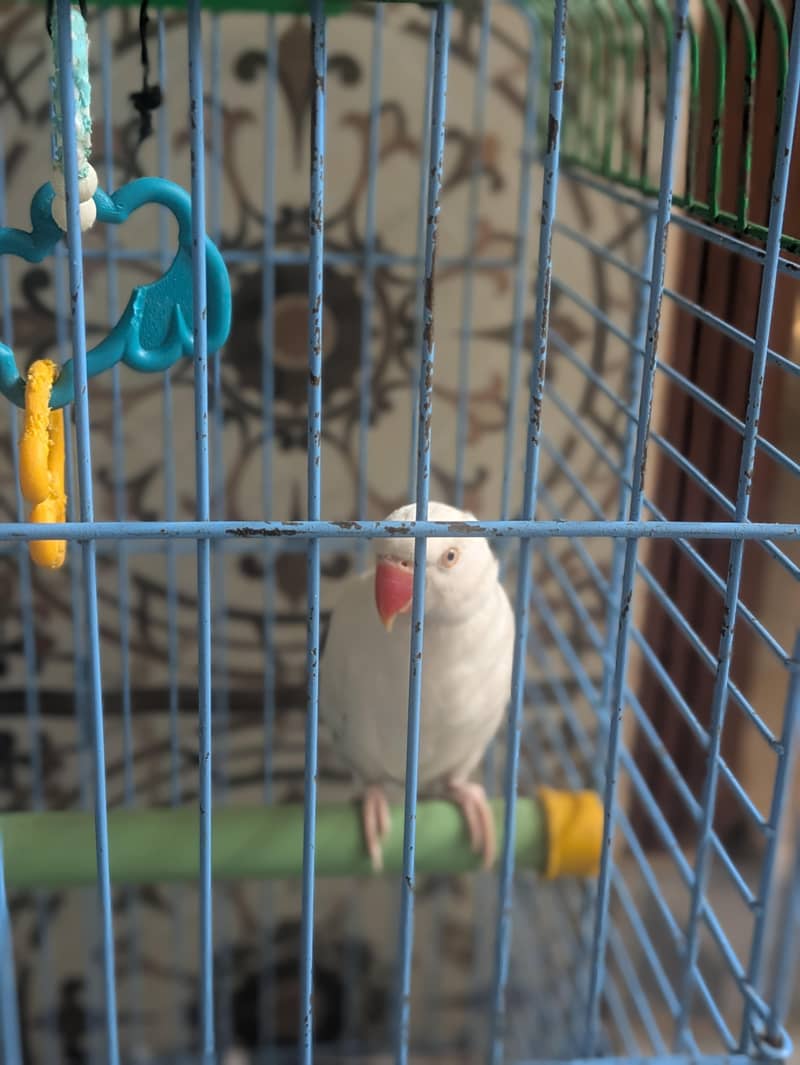 White ring neck 1