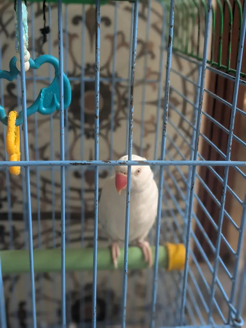 White ring neck — photo 2