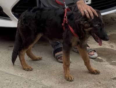 German shepherd ‘’Shadow’’ for sale - vaccinated- 6 months age -Lagore