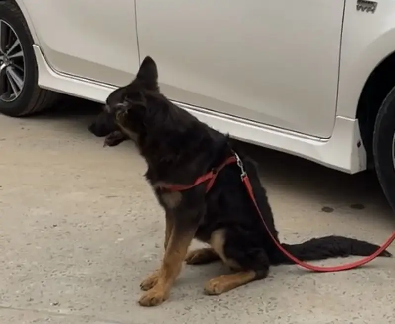 German shepherd ‘’Shadow’’ for sale - vaccinated- 6 months age -Lagore — photo 2