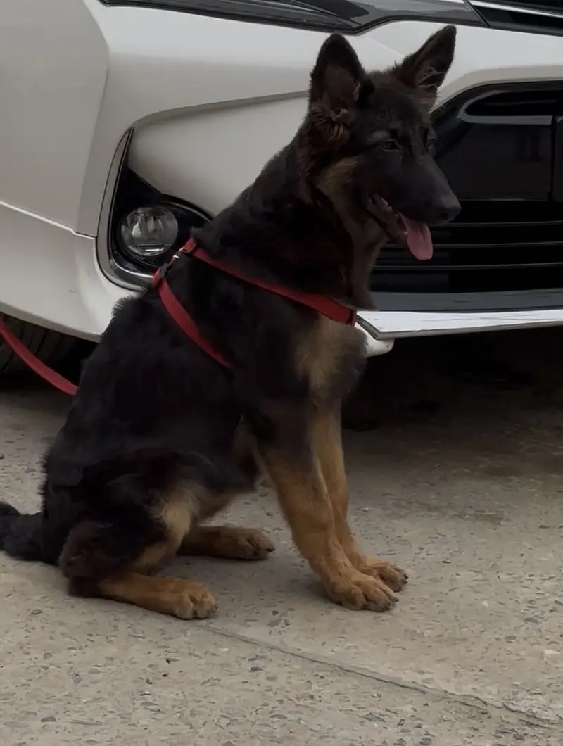 German shepherd ‘’Shadow’’ for sale - vaccinated- 6 months age -Lagore — photo 3