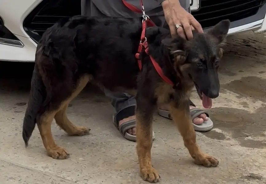 German shepherd ‘’Shadow’’ for sale - vaccinated- 6 months age -Lagore — photo 4