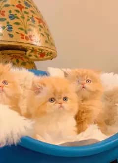 Semi Punch triple coated kittens for sale