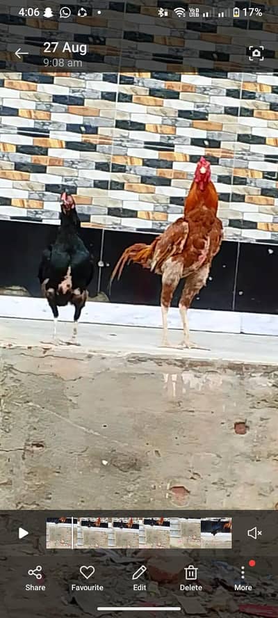 asal murga